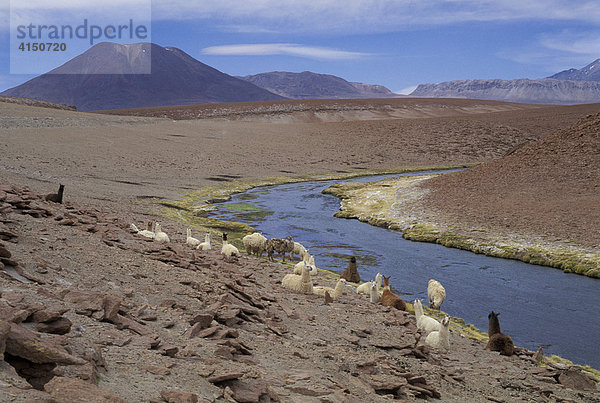 Llamas ( Lama glama ) near Geyser El Tatio - nortzern Chile