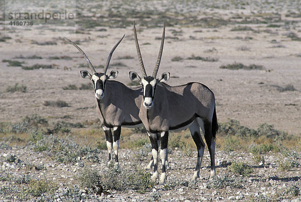 Oryxe ( Oryx gazella ) - Etosha Nationalpark - Namibia