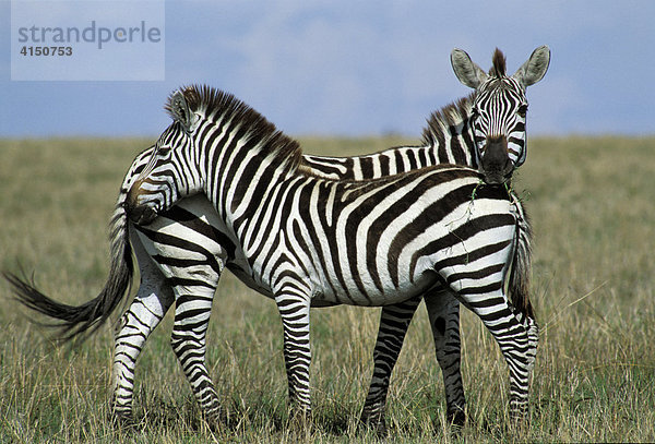 Zwei Zebras (Equus quagga boehmi) stehen nahe beieinader - Masai Mara - Kenia
