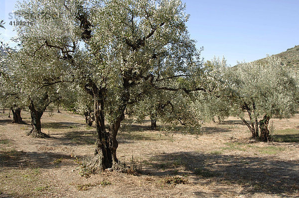 Olivenhain  Südfrankreich  Frankreich