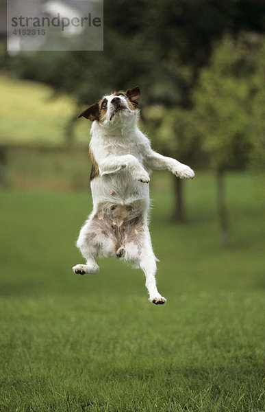 Jack Russel Terrier macht Luftsprung auf Wiese