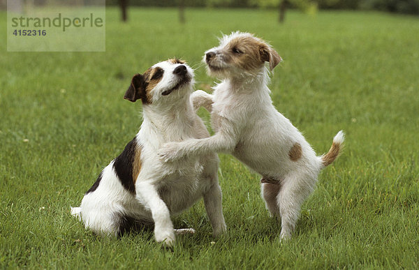 Jack Russel Terrier in Wiese  Jungtiere  zwei Tiere spielend