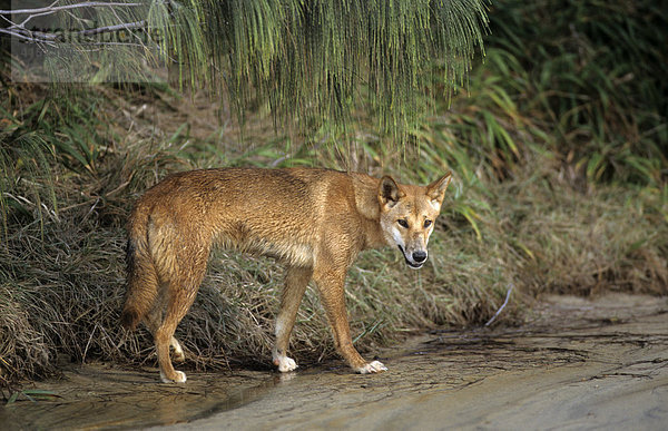 Dingo  stehend  Frazer Island  Queensland  Australien