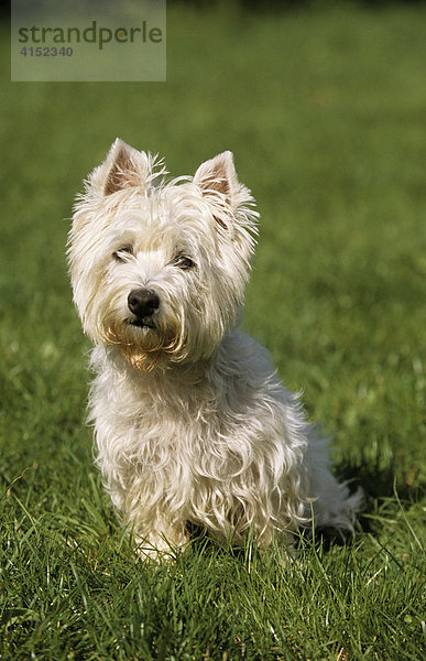West Highland Withe Terrier  in Wiese sitzend