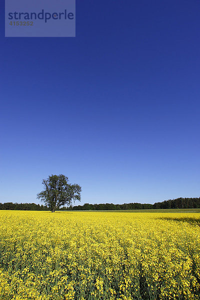 Rapsfeld (Brassica napus)  Ernzen  Eifel  Rheinland-Pfalz  Deutschland