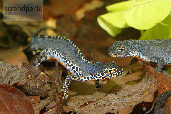 Bergmolch (Triturus alpestris)  Männchen und Weibchen während der Balz