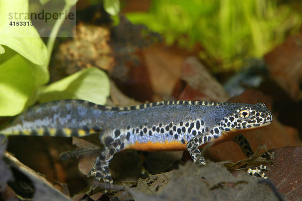 Bergmolch (Triturus alpestris)  Männchen