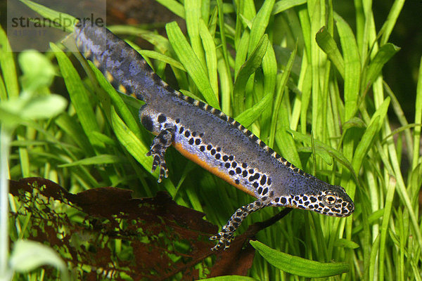 Bergmolch (Triturus alpestris)  Männchen