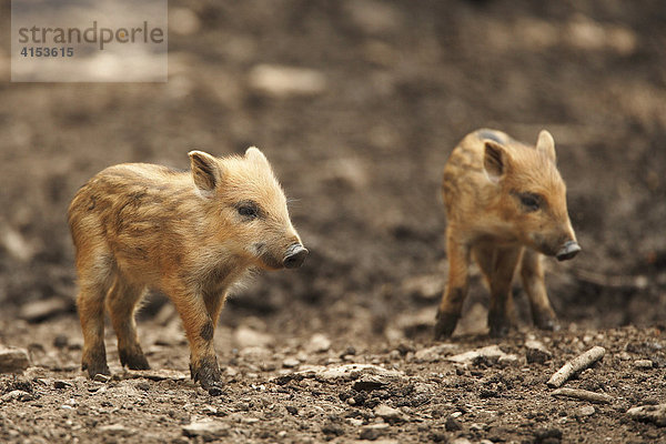 Wildschweinfrischlinge (Sus scrofa)