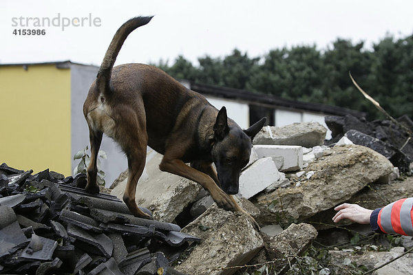 Rettungshund auf einem Abrissgelände  Diepeschrather Weg  Bergisch Gladbach  Nordrhein-Westfalen  Deutschland