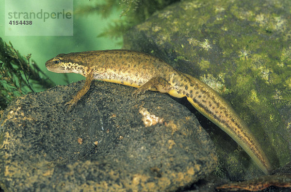 Teichmolch (Lissotriton vulgaris) (Triturus vulgaris) Weibchen  captive