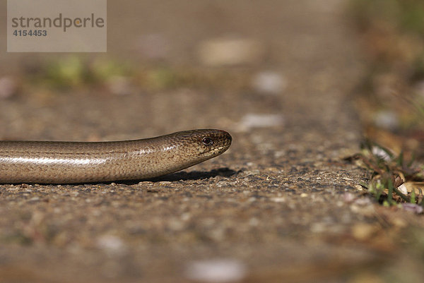 Blindschleiche (Anguis fragilis)