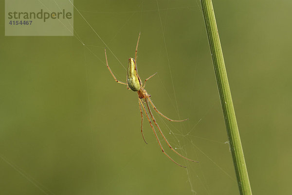 Streckerspinne (Tetragnatha extensa)