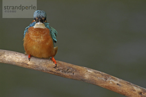 Eisvogel (Alcedo atthis)