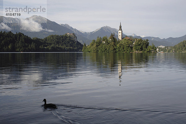 Ente schwimmt auf Bleder See. Bled Slowenien