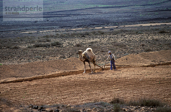 Bauer pflügt Feld mit Dromedar (Camelus dromedarius)  Lanzarote  Kanarische Inseln  Spanien  Europa