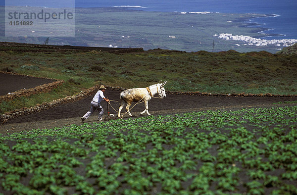 Bauer mit Esel bei Feldarbeit  Lanzarote  Kanarische Inseln  Spanien  Europa