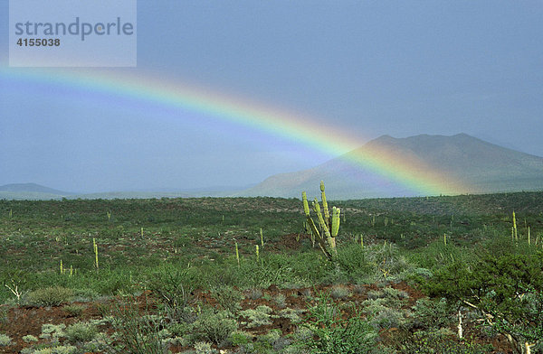 Regenbogen in Wüste bei San Ignacio  Baja California Sur  Mexiko