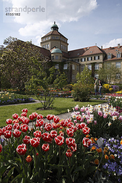 Blühende Tulpen  Botanischer Garten  München  Oberbayern  Bayern  Deutschland  Europa