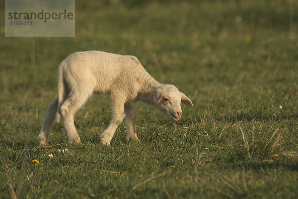 Junges Schaf schnuppert an Grasbüschel