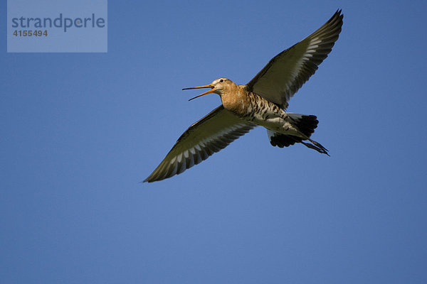 Uferschnepfe (Limosa limosa)  Niederlande