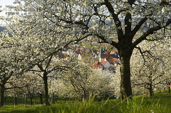 Blühende Kirschbäume  Deutschland