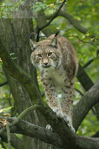 Luchs (Felis lynx  Lynx lynx) im Baum  Wildpark Knüll  Nordhessen  Deutschland