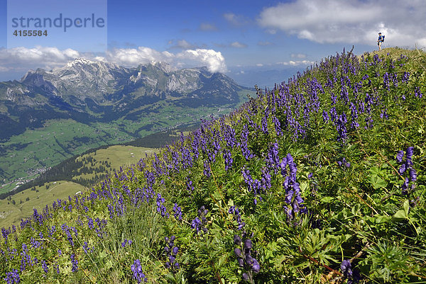 Säntis  mit 2501 m höchster Berg im Alpsteinmassiv  Kantone Appenzell Ausserrhoden  Appenzell Innerrhoden und St. Gallen  Schweiz