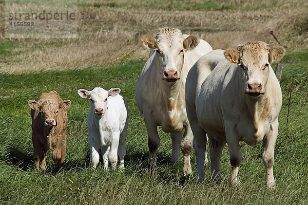 Kuhfamilie auf der Weide