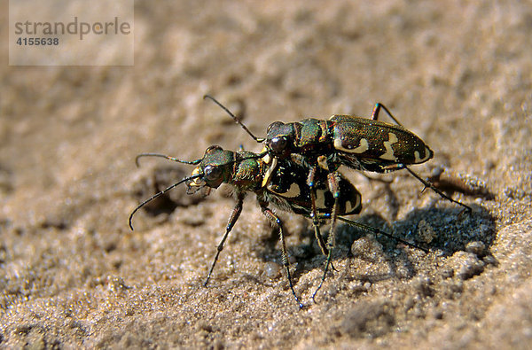 Dünen-Sandlaufkäfer (Cicindela hybrida) bei der Paarung
