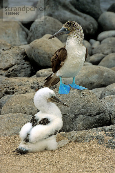Blaufußtölpel (Sula nebouxii) Aktvogel mit Jungvogel