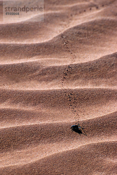 Nebeltrinker-Käfer (Onymacris unguicularis) hinterlässt Spuren im Sand der Namib-Wüste  Namibia