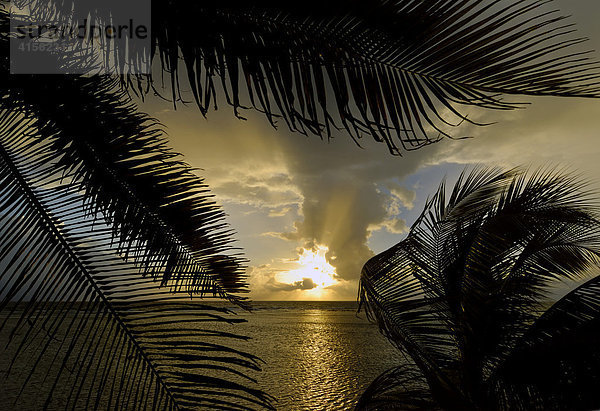 Sonnenaufgang zwischen Palmen auf South Water Caye  Belize Barrier Reef  Karibik  Mittelamerika