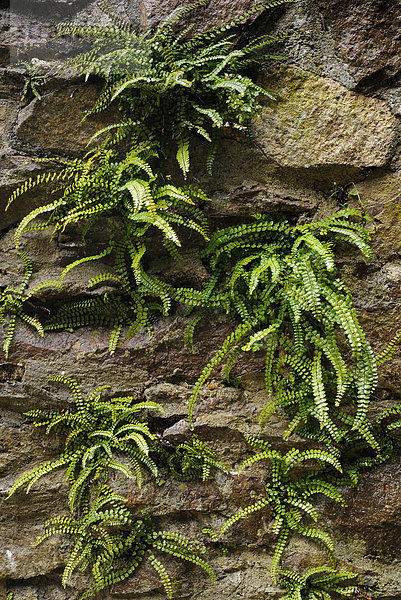Felsfarn  Braunstielige Streifenfarn (Asplenium trichomanes) an einer Steinmauer