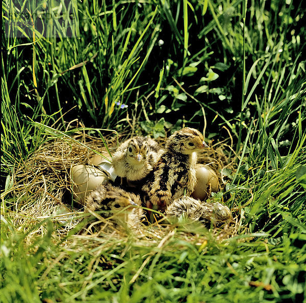 Fasan Juvenile Nest phasianus colchicus