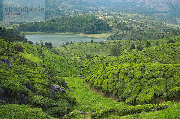 Teeplantage in Kerala  Indien