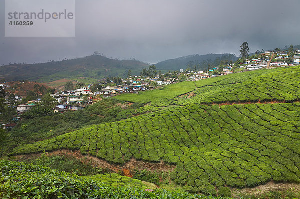 Teeplantage in Kerala  Indien