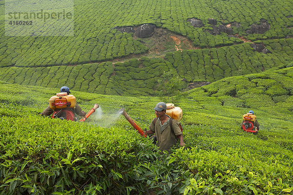 Teebaueren  Teeplantage in Kerala  Indien