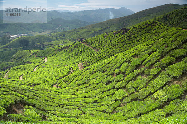 Teeplantage in Kerala  Indien