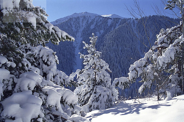 Tannen nach erstem Schnee in den Bergen. Nationalpark Ili-Alatau  Sailijskij Alatau  Kasachstan