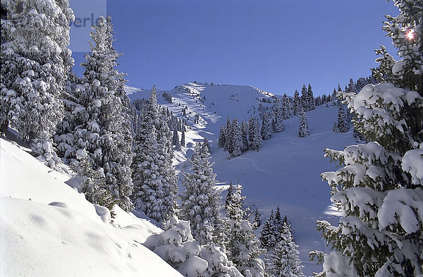 Tannen nach erstem Schnee in den Bergen. Sailijskij Alatau  Alma-Ata Gebiet  Kasachstan