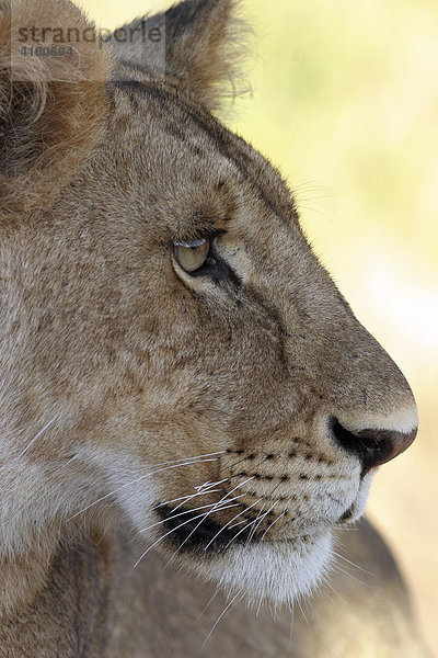 Löwe  weiblich  aufmerksam  (panthera leo)