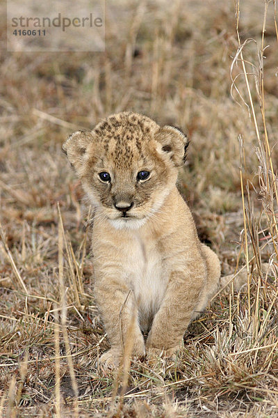 Löwenjunges  (panthera leo)  Masai Mara  Kenia  Afrika