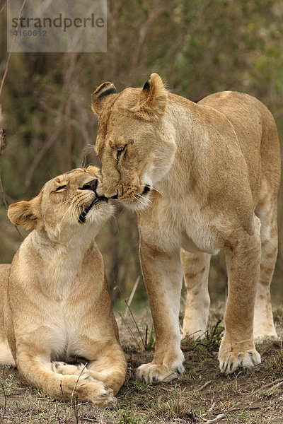 Löwen  mehrere  schmusen  (panthera leo)  Masai Mara  Kenia  Afrika