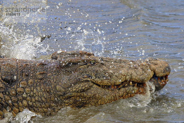 Krokodil  Nilkrokodil  schnappen  (crocodylus niloticus)  St. Luca  Südafrika  Afrika