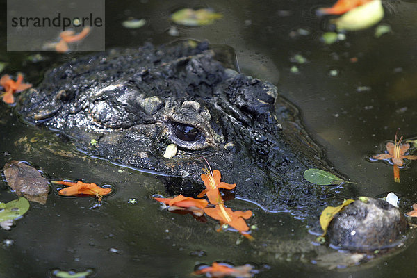 Alligator  (Alligatoridae)  St. Luca  Südafrika  Afrika