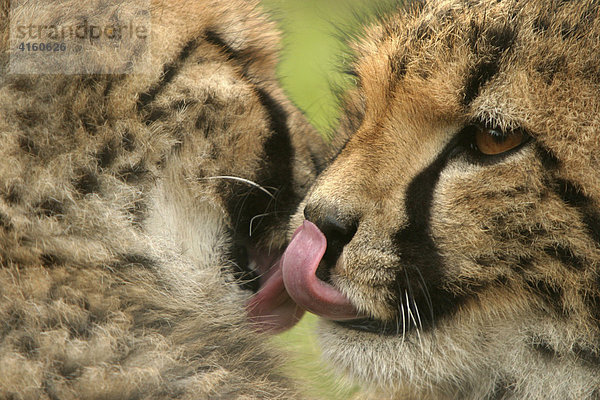 Geparden (Acinonyx jubatus) lecken sich die Schnauze