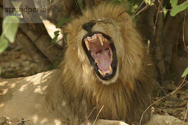 Löwe gähnt (panthera leo)