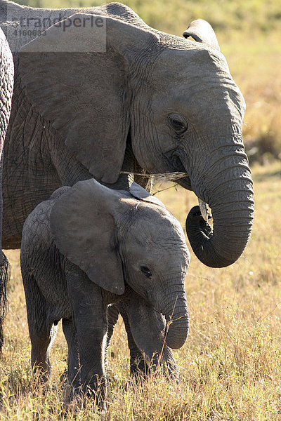 Elefant mit Jungtier (Loxodonta africana)  Botswana  Afrika