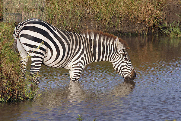 Zebra (Equus quagga boehmi) trinkt